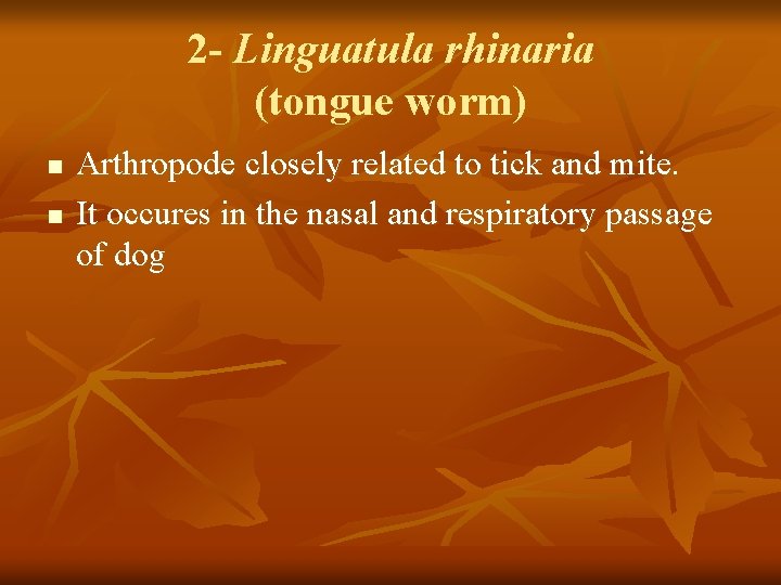 2 - Linguatula rhinaria (tongue worm) n n Arthropode closely related to tick and