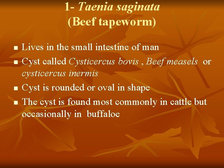 1 - Taenia saginata (Beef tapeworm) n n Lives in the small intestine of