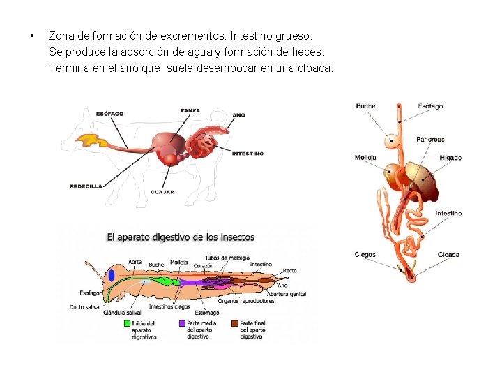  • Zona de formación de excrementos: Intestino grueso. Se produce la absorción de