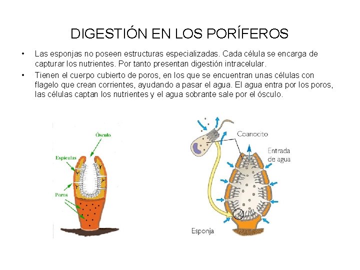 DIGESTIÓN EN LOS PORÍFEROS • • Las esponjas no poseen estructuras especializadas. Cada célula