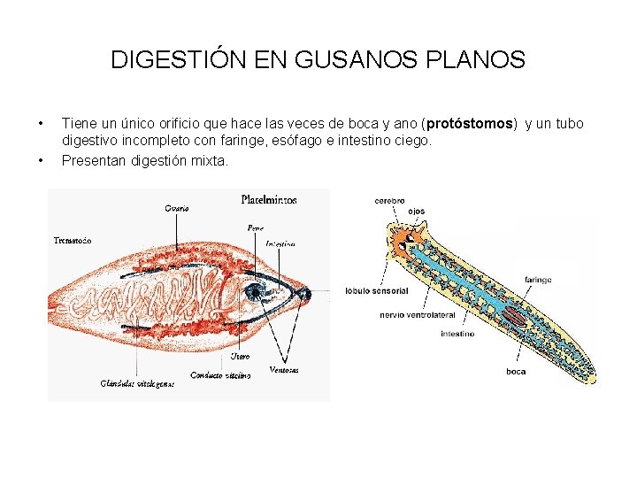 DIGESTIÓN EN GUSANOS PLANOS • • Tiene un único orificio que hace las veces