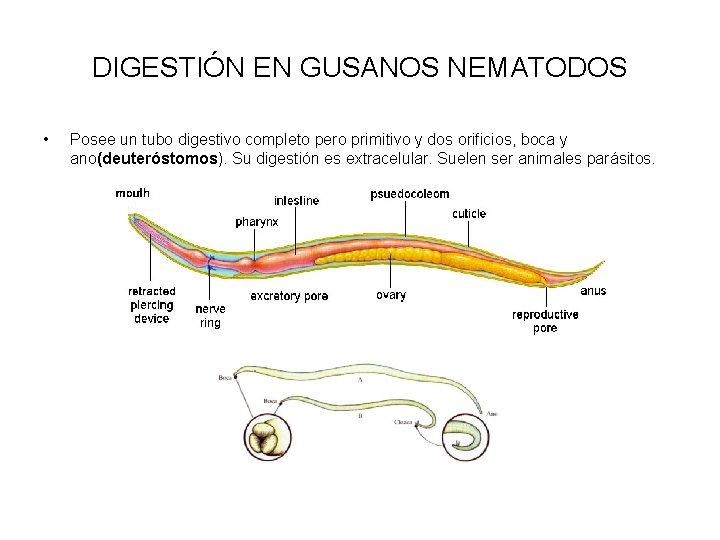 DIGESTIÓN EN GUSANOS NEMATODOS • Posee un tubo digestivo completo pero primitivo y dos
