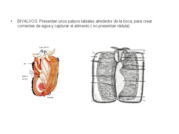  • BIVALVOS: Presentan unos palpos labiales alrededor de la boca, para crear corrientes