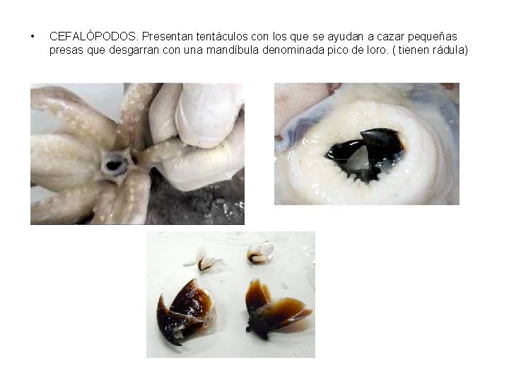  • CEFALÓPODOS. Presentan tentáculos con los que se ayudan a cazar pequeñas presas