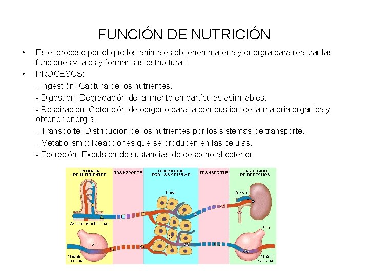 FUNCIÓN DE NUTRICIÓN • • Es el proceso por el que los animales obtienen