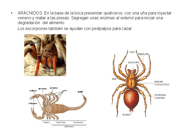  • ARÁCNIDOS. En la base de la boca presentan quelíceros con una uña