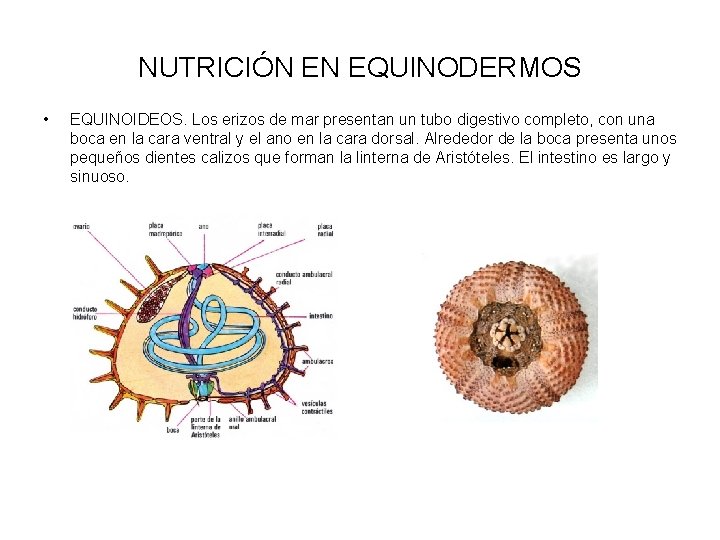 NUTRICIÓN EN EQUINODERMOS • EQUINOIDEOS. Los erizos de mar presentan un tubo digestivo completo,