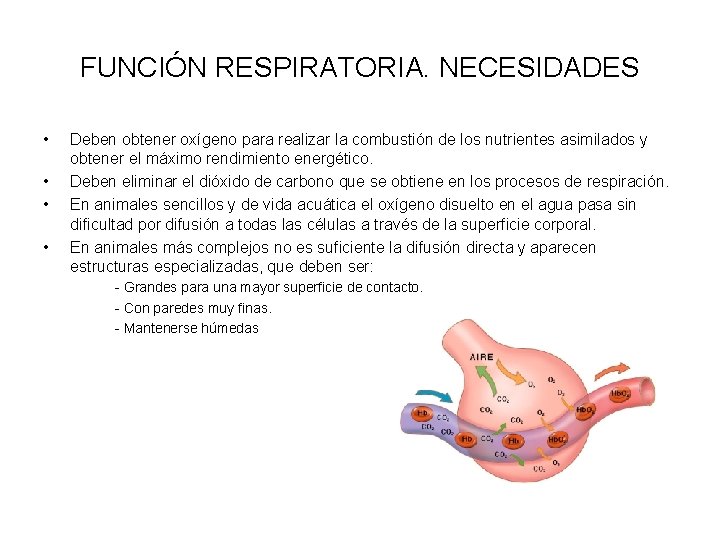 FUNCIÓN RESPIRATORIA. NECESIDADES • • Deben obtener oxígeno para realizar la combustión de los