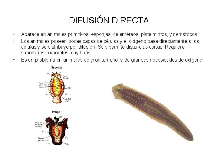 DIFUSIÓN DIRECTA • • • Aparece en animales primitivos: esponjas, celentéreos, platelmintos, y nemátodos.