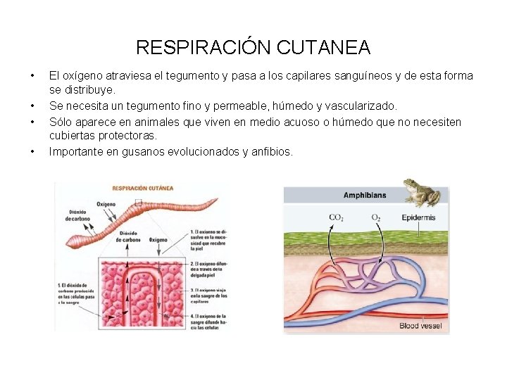 RESPIRACIÓN CUTANEA • • El oxígeno atraviesa el tegumento y pasa a los capilares