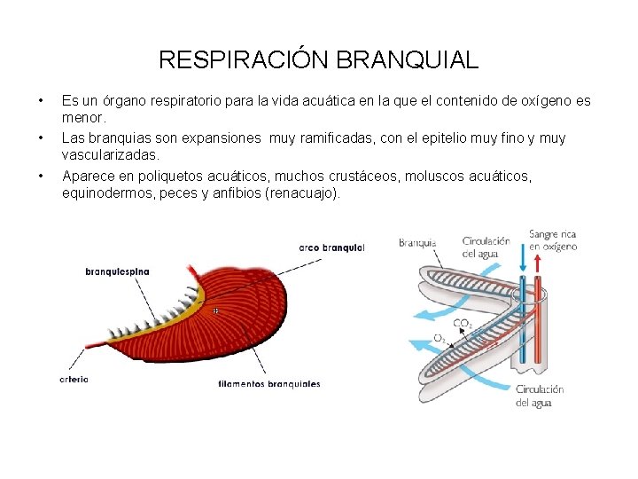 RESPIRACIÓN BRANQUIAL • • • Es un órgano respiratorio para la vida acuática en