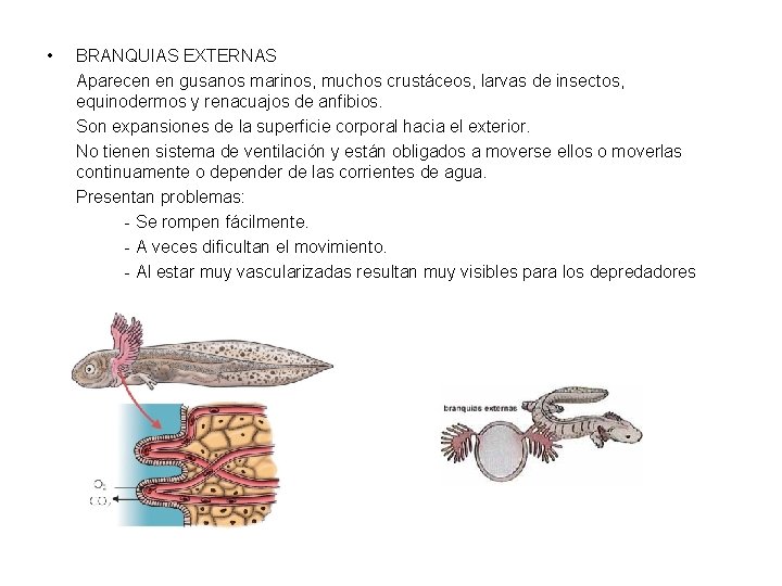  • BRANQUIAS EXTERNAS Aparecen en gusanos marinos, muchos crustáceos, larvas de insectos, equinodermos