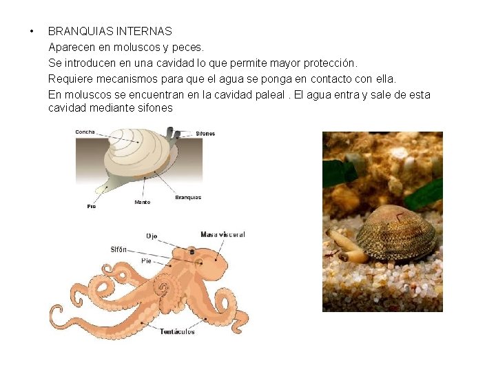  • BRANQUIAS INTERNAS Aparecen en moluscos y peces. Se introducen en una cavidad