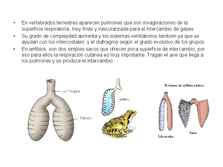  • • • En vertebrados terrestres aparecen pulmones que son invaginaciones de la