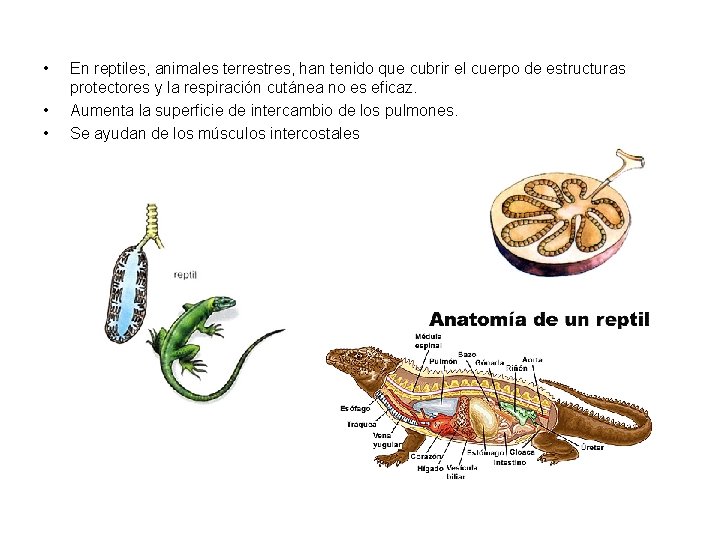  • • • En reptiles, animales terrestres, han tenido que cubrir el cuerpo