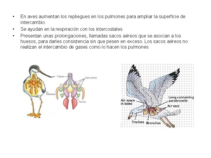  • • • En aves aumentan los repliegues en los pulmones para ampliar