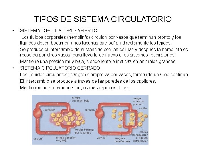 TIPOS DE SISTEMA CIRCULATORIO • • SISTEMA CIRCULATORIO ABIERTO Los fluidos corporales (hemolinfa) circulan