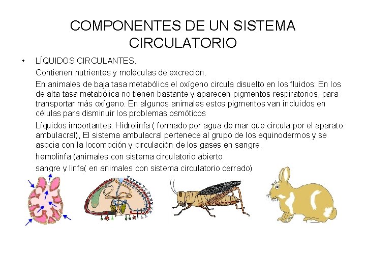 COMPONENTES DE UN SISTEMA CIRCULATORIO • LÍQUIDOS CIRCULANTES. Contienen nutrientes y moléculas de excreción.