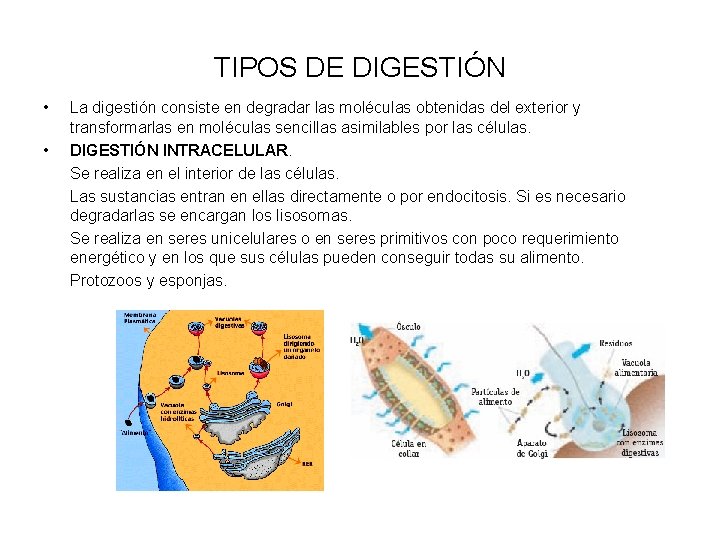 TIPOS DE DIGESTIÓN • • La digestión consiste en degradar las moléculas obtenidas del