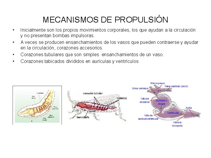 MECANISMOS DE PROPULSIÓN • • Inicialmente son los propios movimientos corporales, los que ayudan