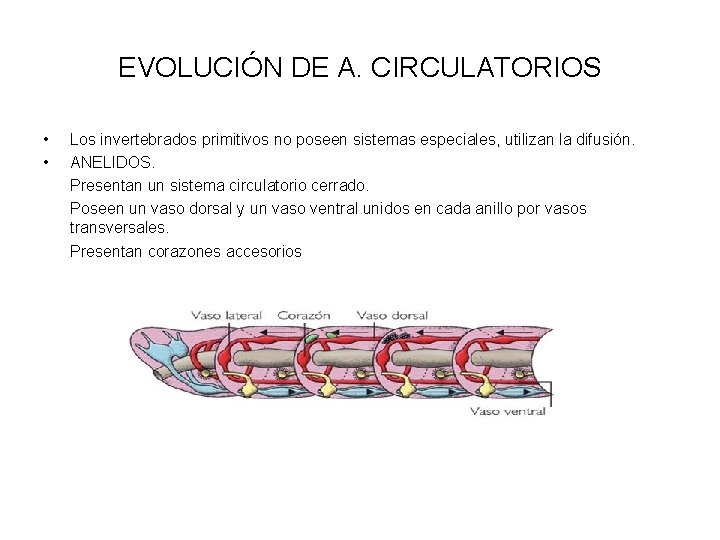EVOLUCIÓN DE A. CIRCULATORIOS • • Los invertebrados primitivos no poseen sistemas especiales, utilizan