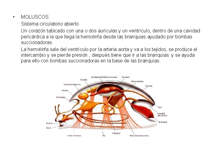  • MOLUSCOS. Sistema circulatorio abierto Un corazón tabicado con una o dos aurículas