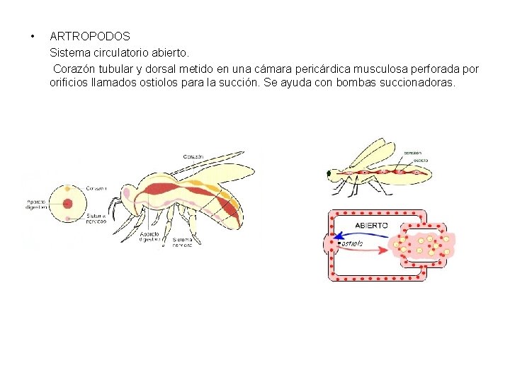  • ARTROPODOS Sistema circulatorio abierto. Corazón tubular y dorsal metido en una cámara