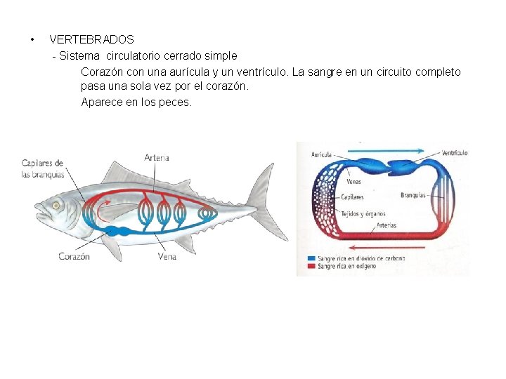  • VERTEBRADOS - Sistema circulatorio cerrado simple Corazón con una aurícula y un