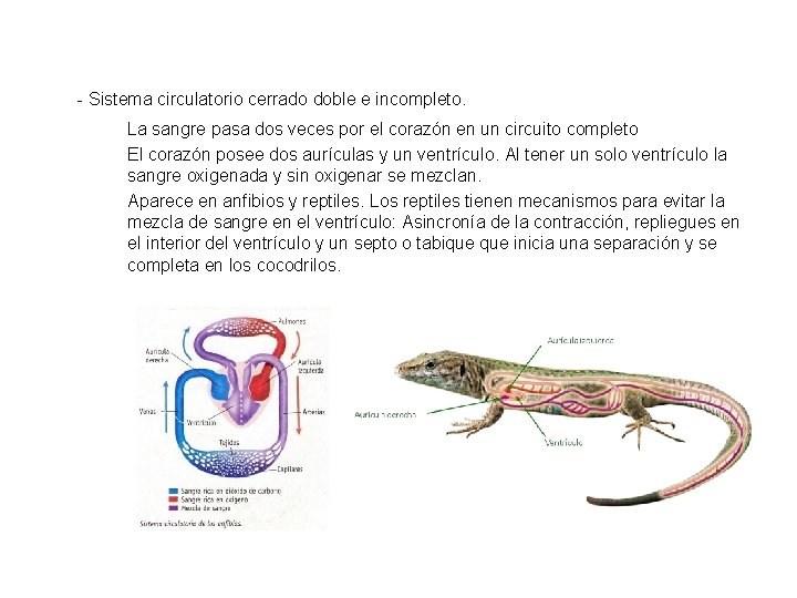 - Sistema circulatorio cerrado doble e incompleto. La sangre pasa dos veces por el