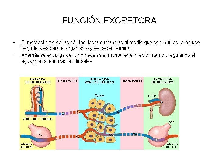 FUNCIÓN EXCRETORA • • El metabolismo de las células libera sustancias al medio que