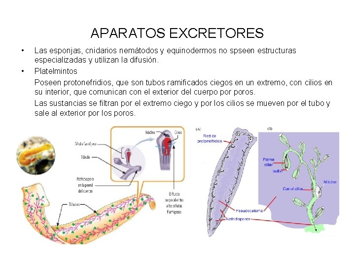 APARATOS EXCRETORES • • Las esponjas, cnidarios nemátodos y equinodermos no spseen estructuras especializadas