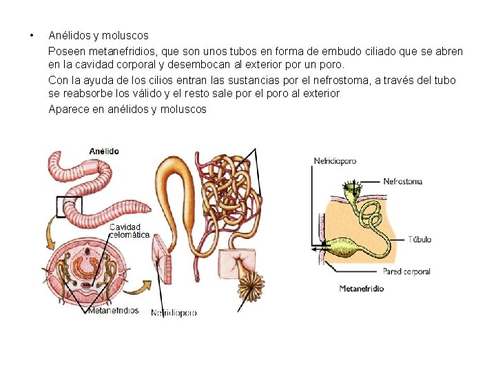  • Anélidos y moluscos Poseen metanefridios, que son unos tubos en forma de