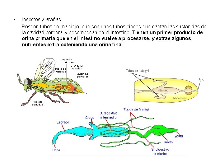  • Insectos y arañas. Poseen tubos de malpigio, que son unos tubos ciegos