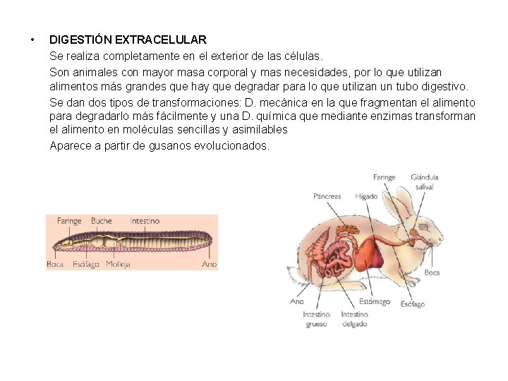  • DIGESTIÓN EXTRACELULAR Se realiza completamente en el exterior de las células. Son