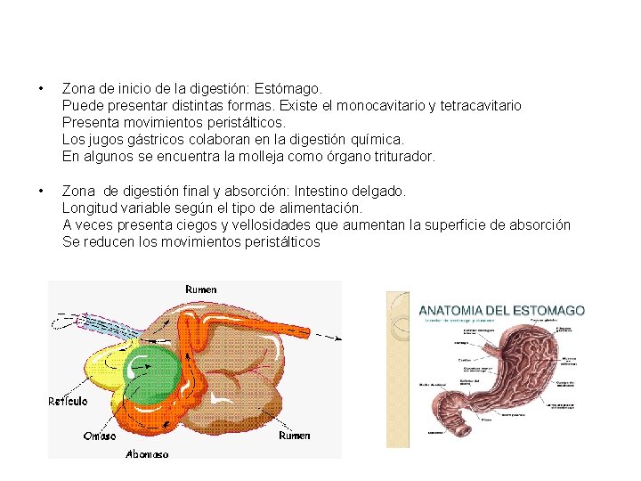  • Zona de inicio de la digestión: Estómago. Puede presentar distintas formas. Existe