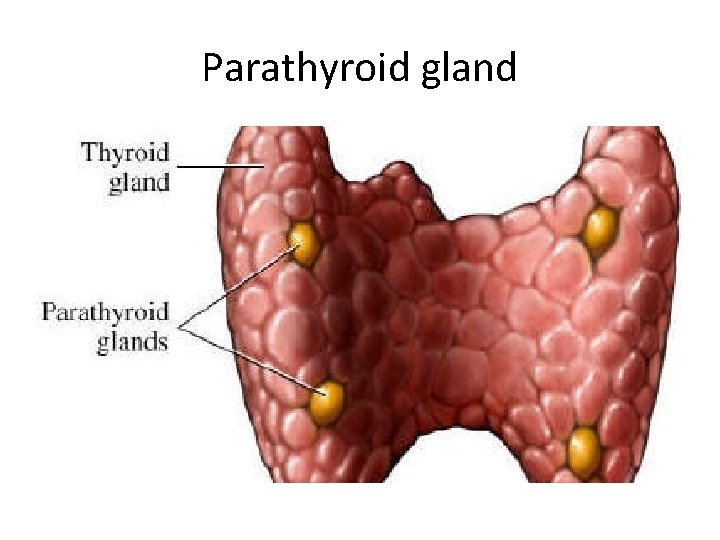 Parathyroid gland 