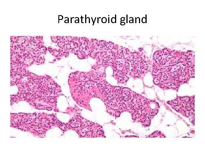 Parathyroid gland 