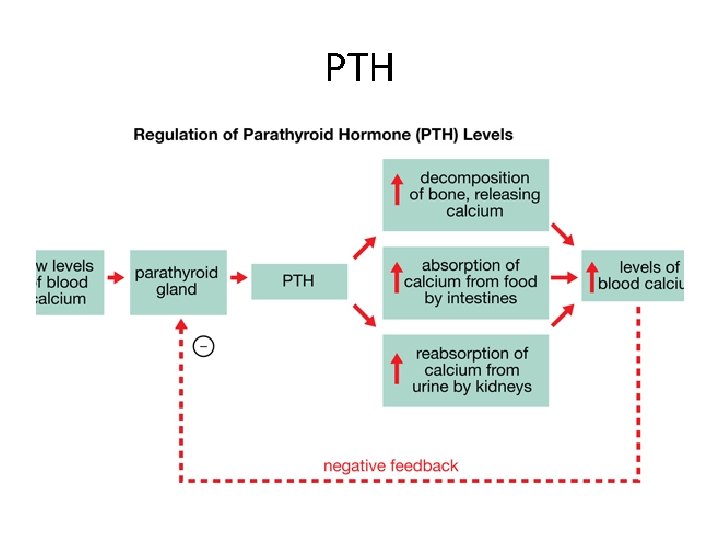 PTH 