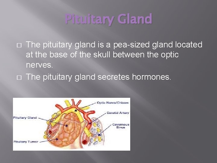 Pituitary Gland � � The pituitary gland is a pea-sized gland located at the