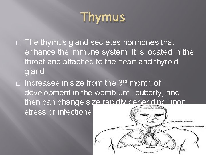Thymus � � The thymus gland secretes hormones that enhance the immune system. It