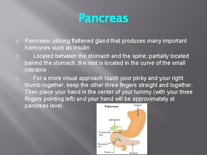 Pancreas � � � Pancreas- oblong flattened gland that produces many important hormones such