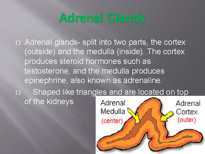 Adrenal Glands � � Adrenal glands- split into two parts, the cortex (outside) and