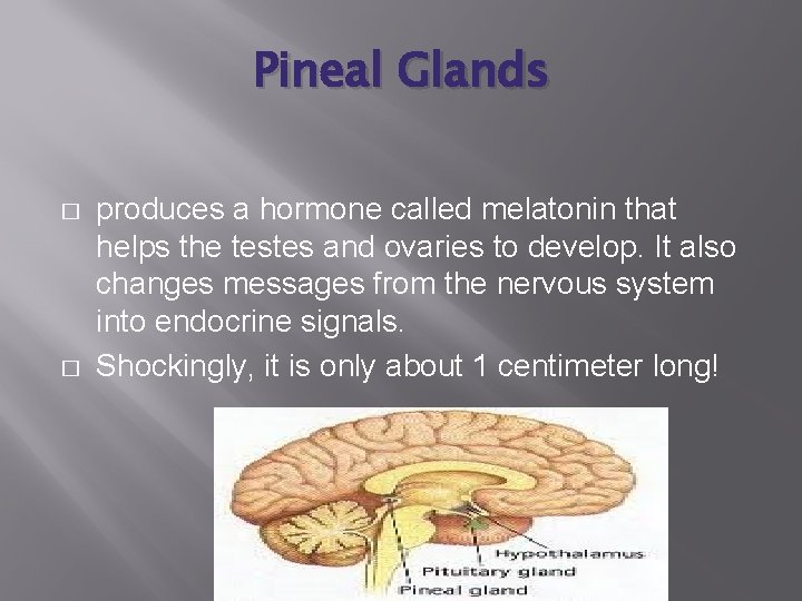 Pineal Glands � � produces a hormone called melatonin that helps the testes and