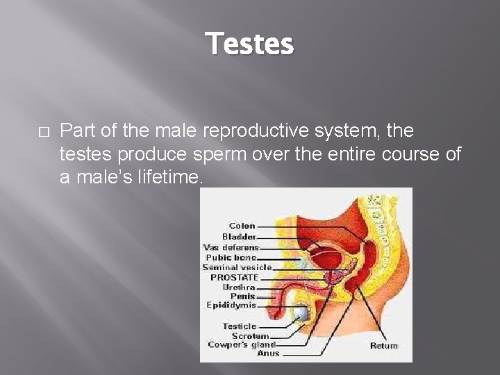 Testes � Part of the male reproductive system, the testes produce sperm over the