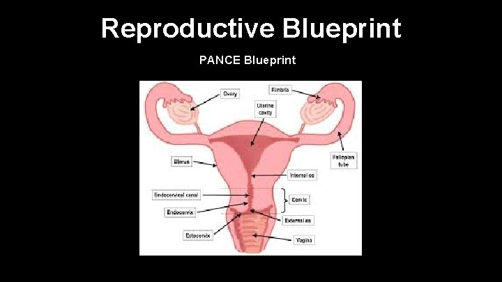 Reproductive Blueprint PANCE Blueprint 