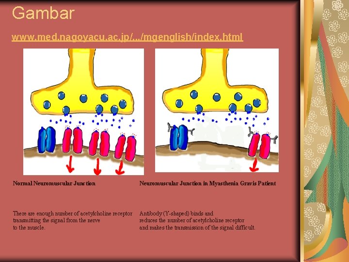 Gambar www. med. nagoyacu. ac. jp/. . . /mgenglish/index. html Normal Neuromuscular Junction in