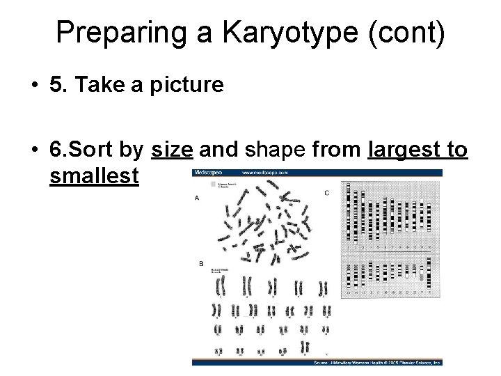 Preparing a Karyotype (cont) • 5. Take a picture • 6. Sort by size