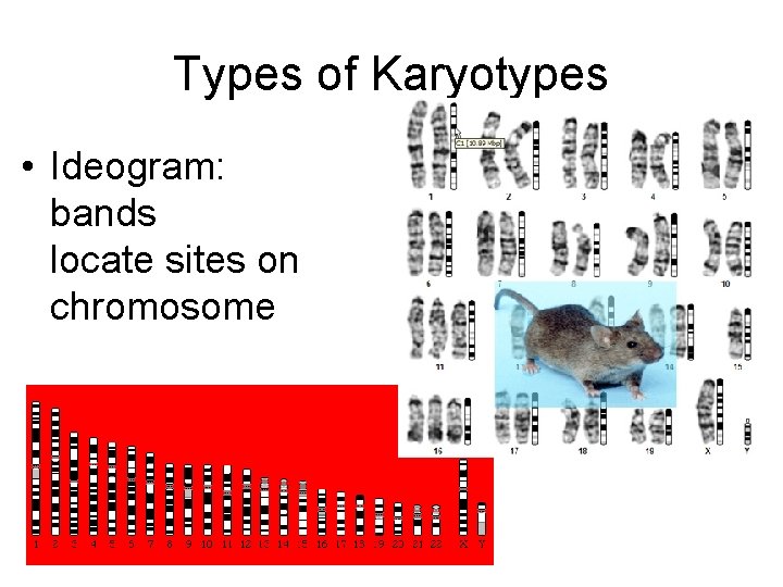 Types of Karyotypes • Ideogram: bands locate sites on chromosome 