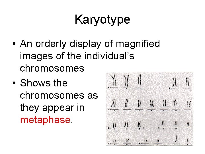 Karyotype • An orderly display of magnified images of the individual’s chromosomes • Shows