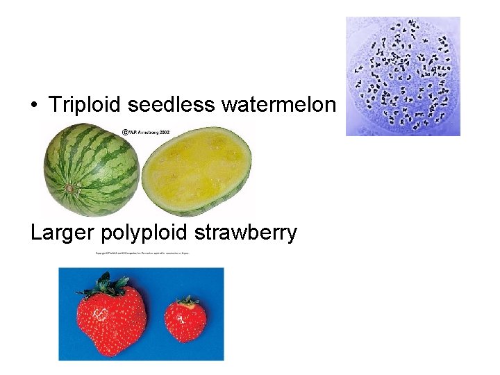  • Triploid seedless watermelon Larger polyploid strawberry 